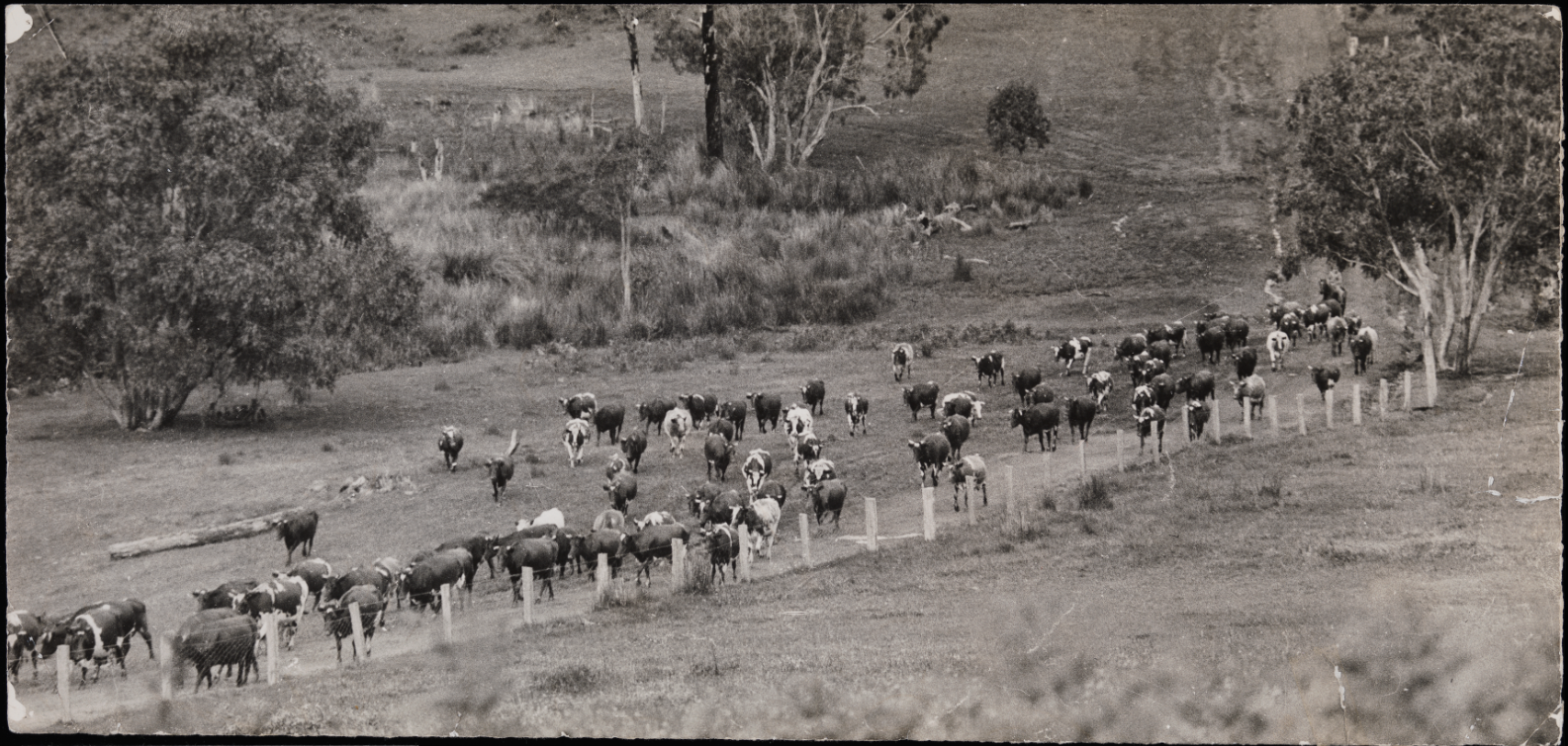 Warburton Bridgetown (cows in a paddock).